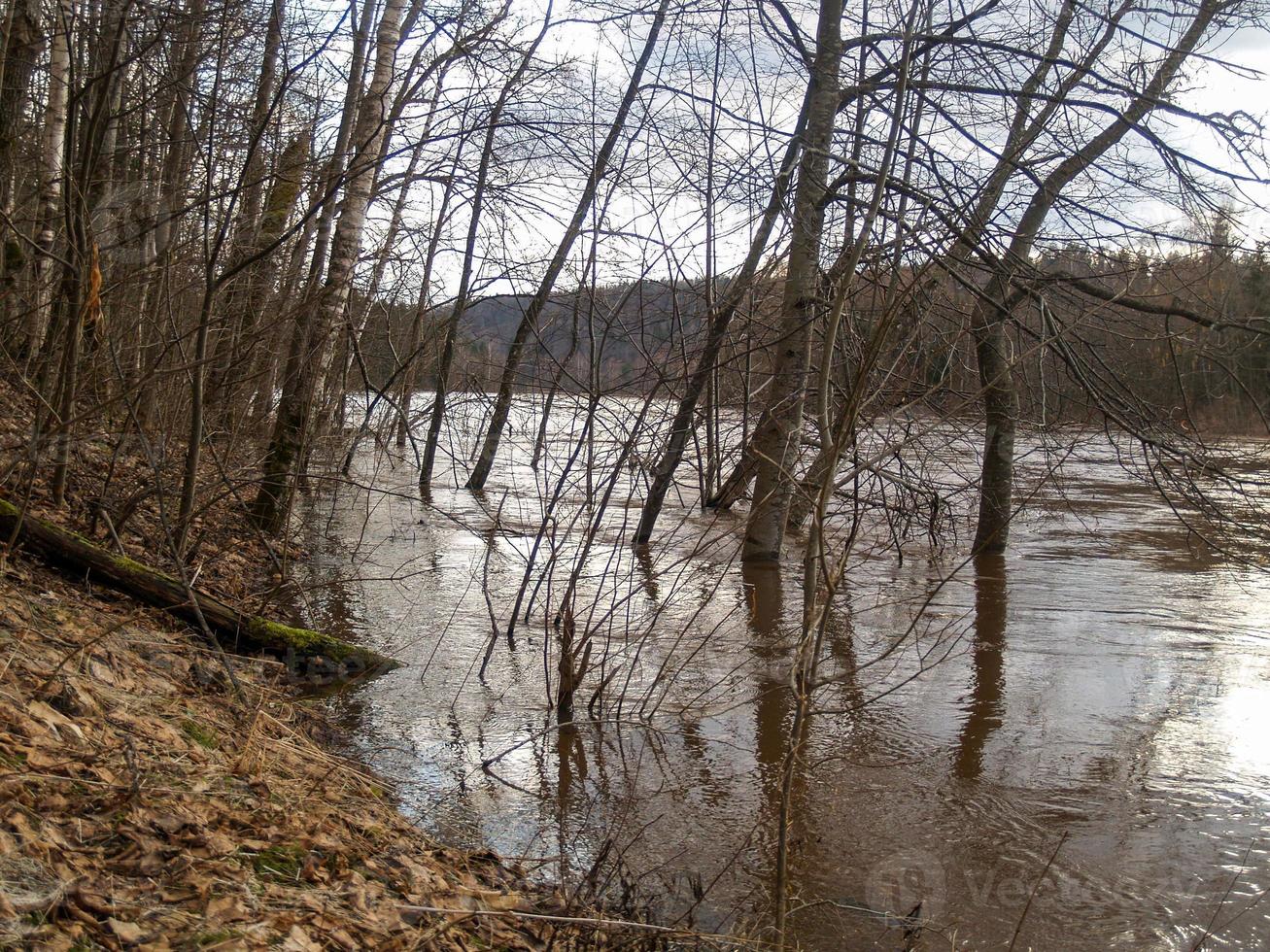 árvores em enchentes de primavera em theriver gauja foto