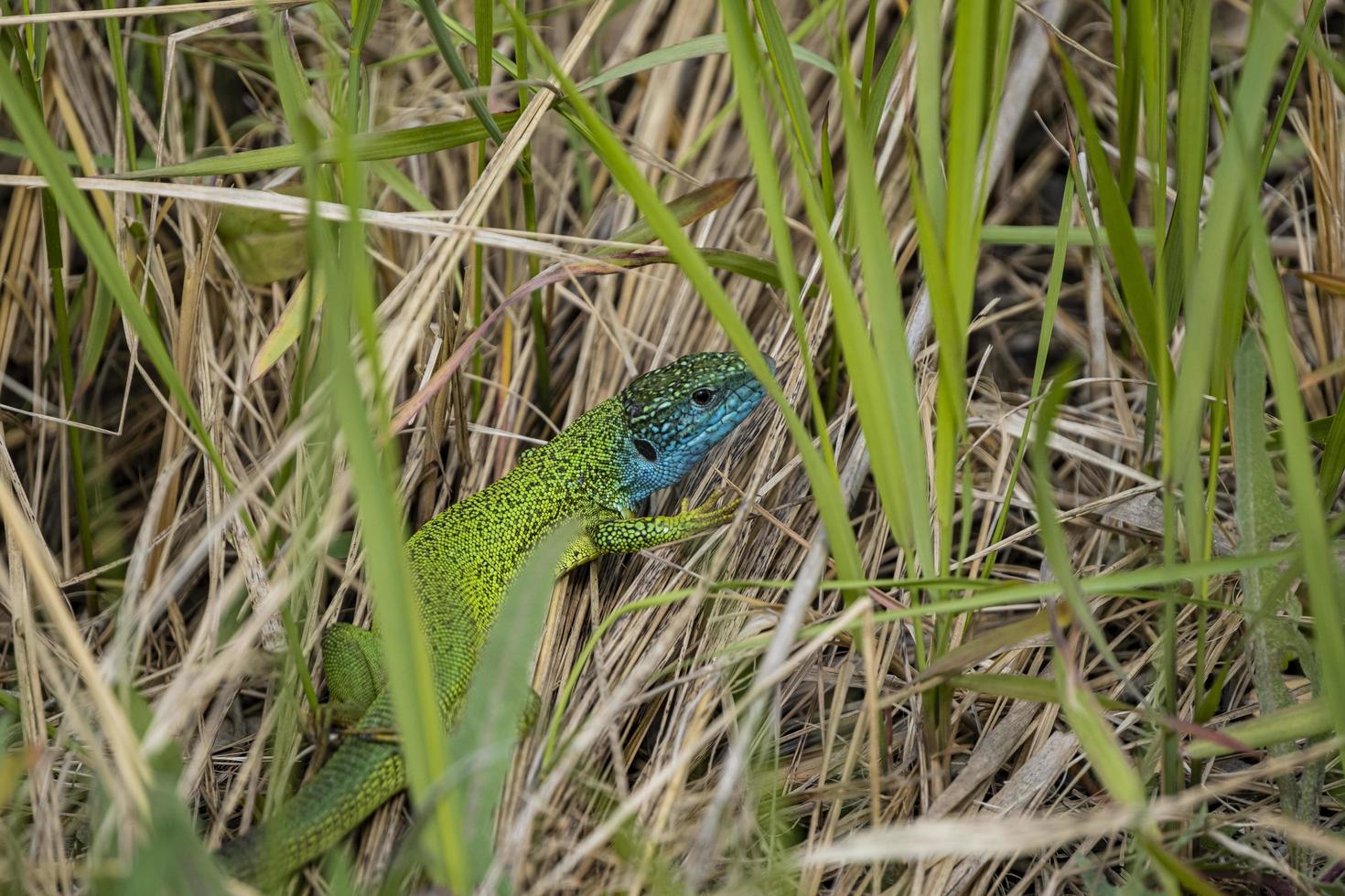 close-up do lagarto verde foto