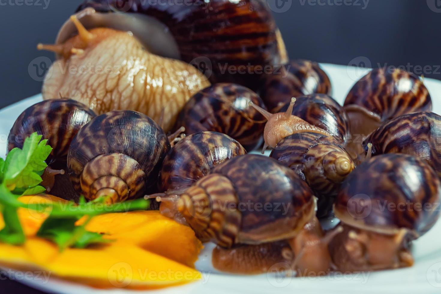 caramujos de uva, akhatina, em um prato, como comida crua, um rawism foto