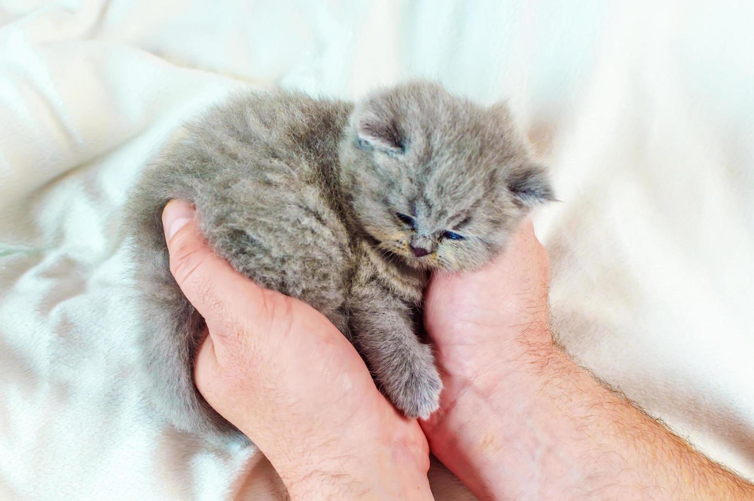 gatinho na mão foto