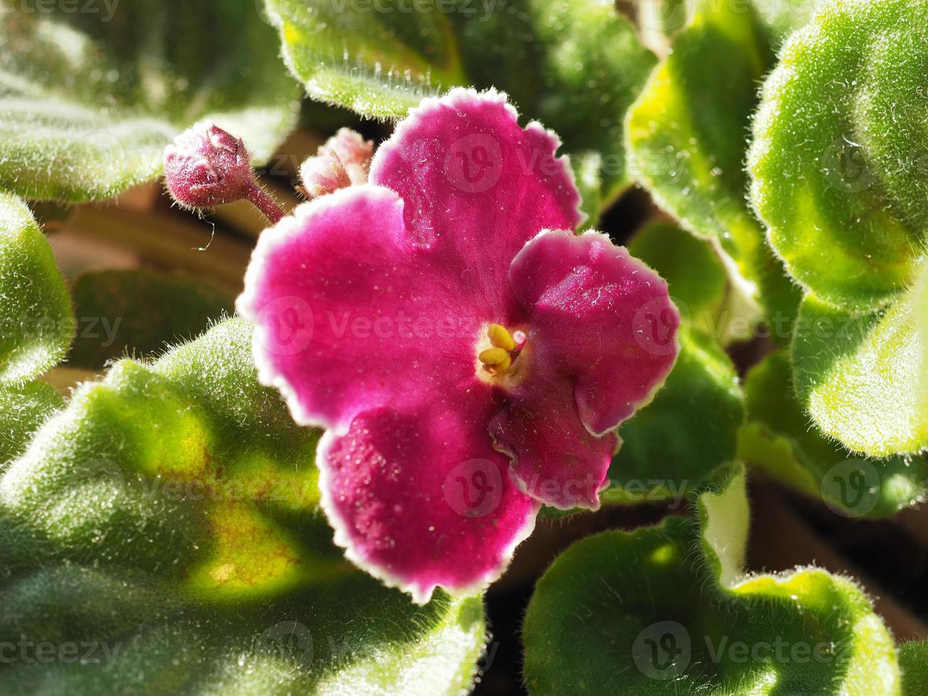 flor roxa de saintpaulia foto