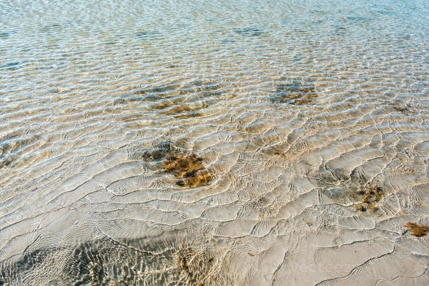 textura da folha verde da natureza das sementes do mar com textura. folha textura fundo plano de fundo do campo ao ar livre no fundo foto