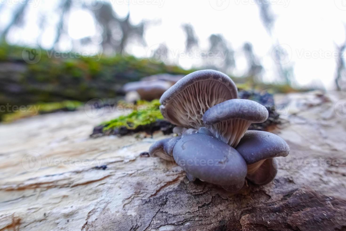 pequenos cogumelos-ostra frescos em um velho tronco de árvore na natureza foto