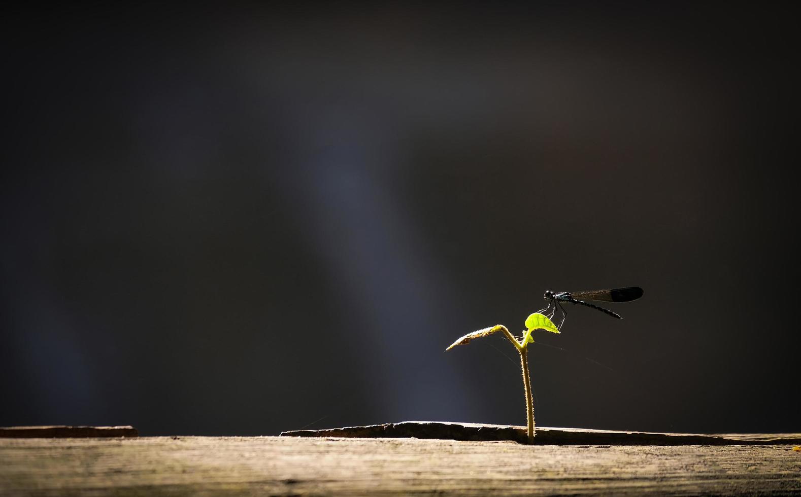 libélula negra em plantinha crescendo em madeira com luz solar e fundo preto foto