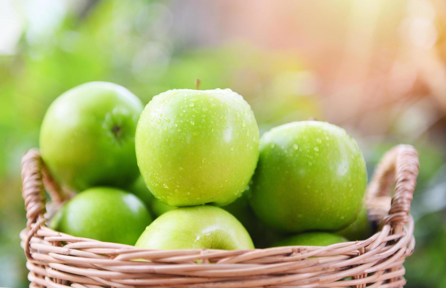 maçãs verdes - colher maçã fresca na cesta coletar frutas no jardim foto