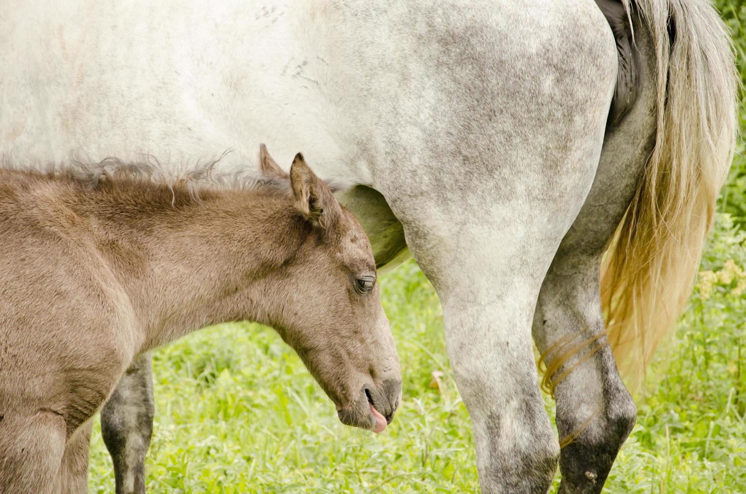 cavalos selvagens no campo foto