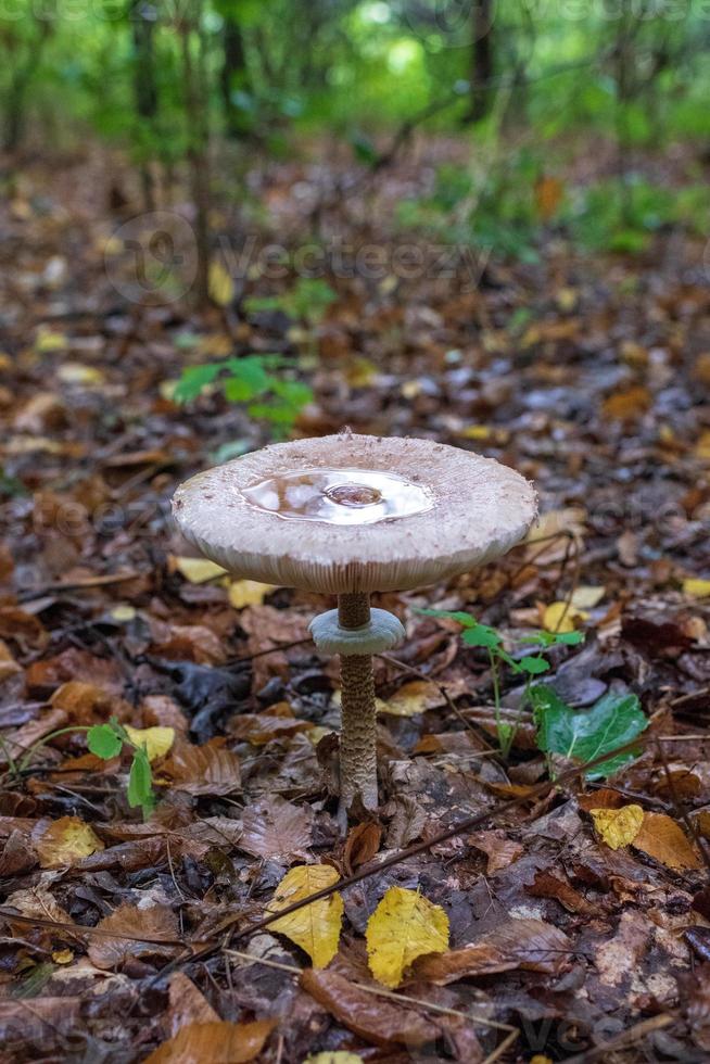 fotografia para tema lindo cogumelo amanita muscaria na floresta foto