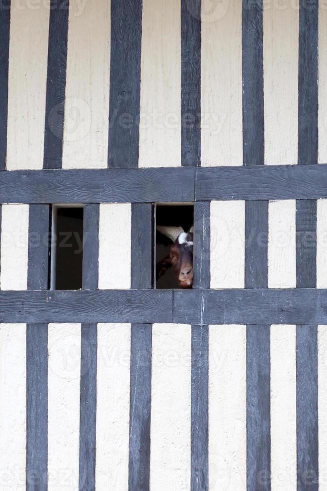 burro de estimação em pé entediado na grama suja no zoológico com pernas finas e curtas foto