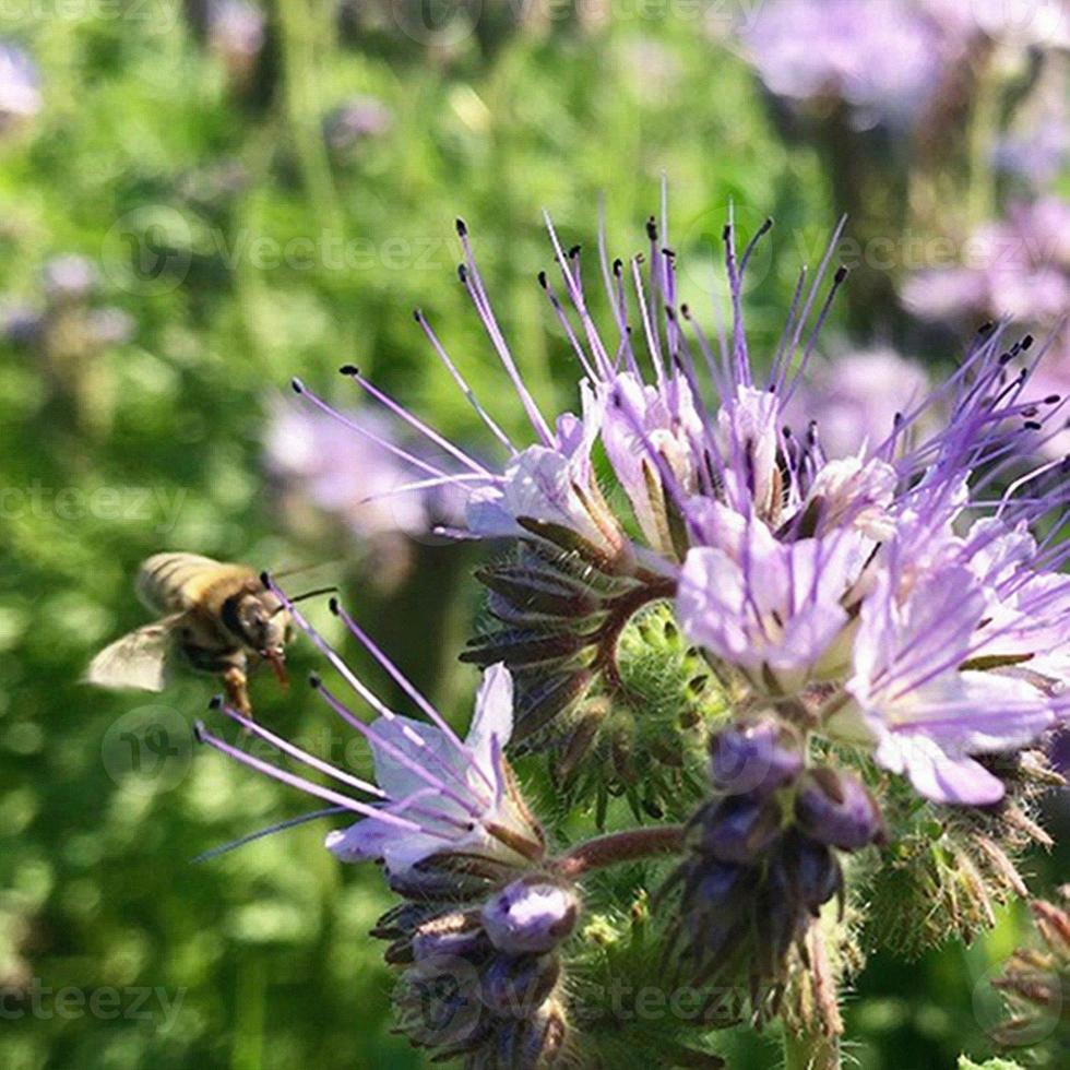 abelha alada voa lentamente para a planta, colete o néctar para o mel no apiário particular da flor foto