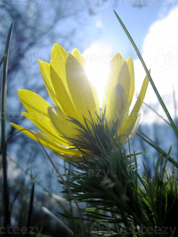 flor selvagem adonis vernalis foto