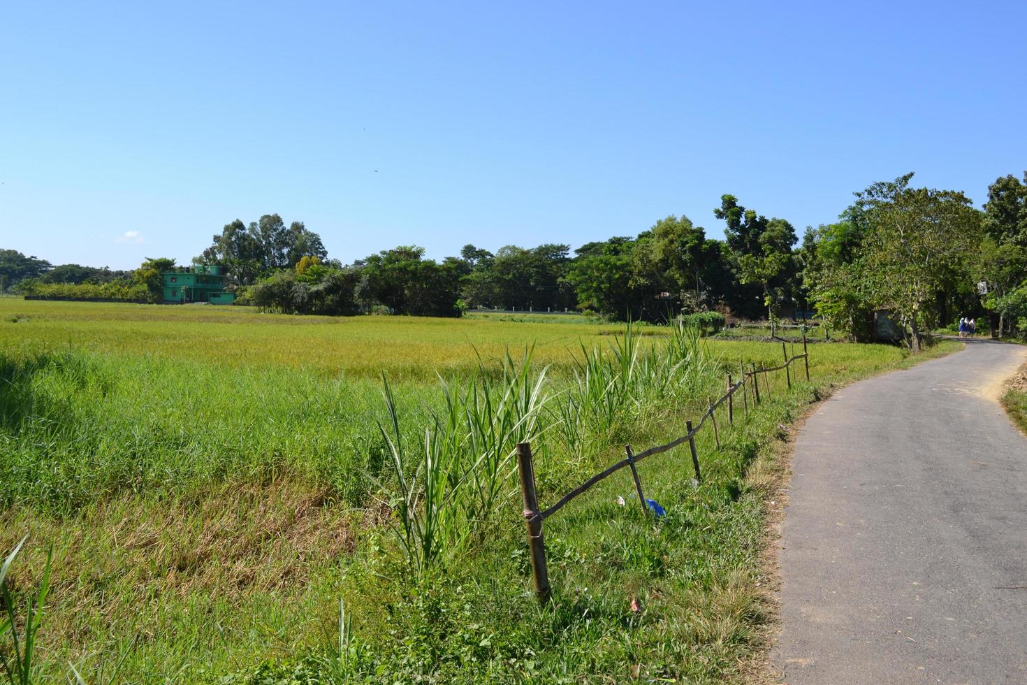 paisagem com um campo de girassóis. vinha no verão foto