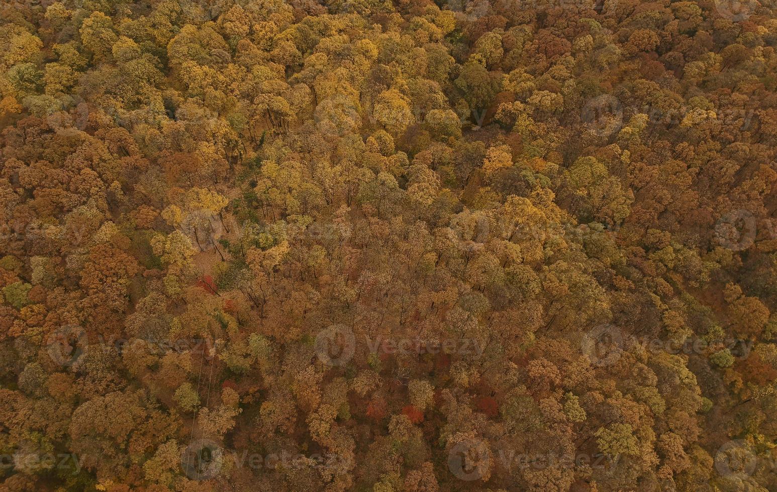 vista aérea na floresta de outono foto