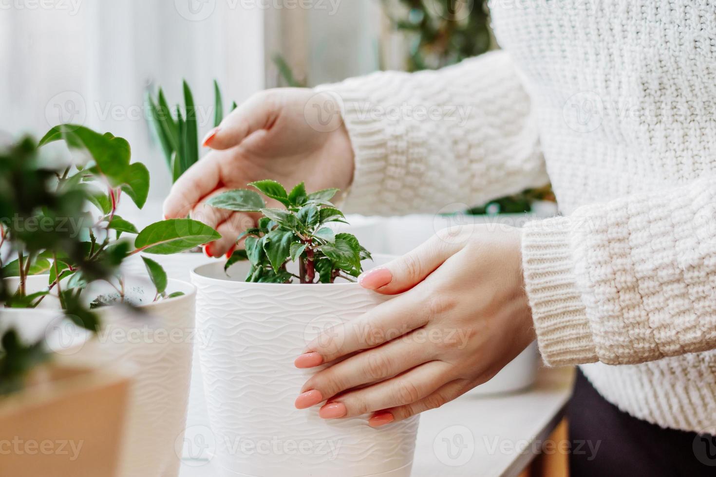 mulher cuidando das plantas da casa no pote. foto