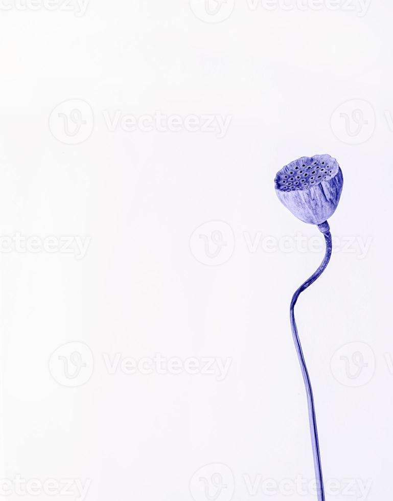 close-up de flor de lótus seca tonificada com cor muito peri. composição floral neutra mínima foto