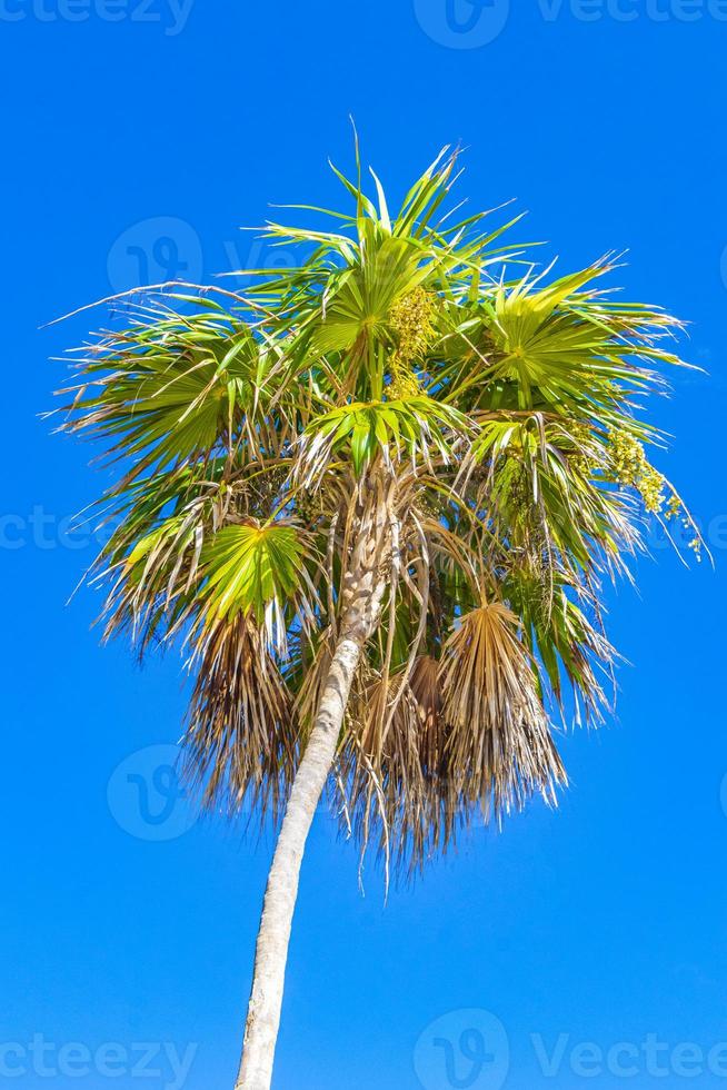 palmeira tropical com céu azul playa del carmen mexico. foto