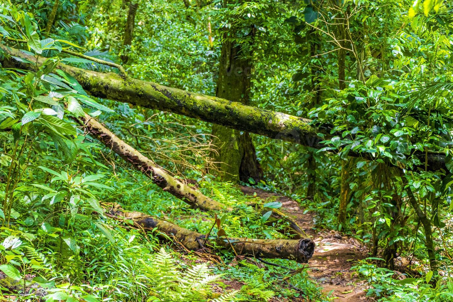 trilha de caminhada em floresta tropical natural ilha grande brazil. foto