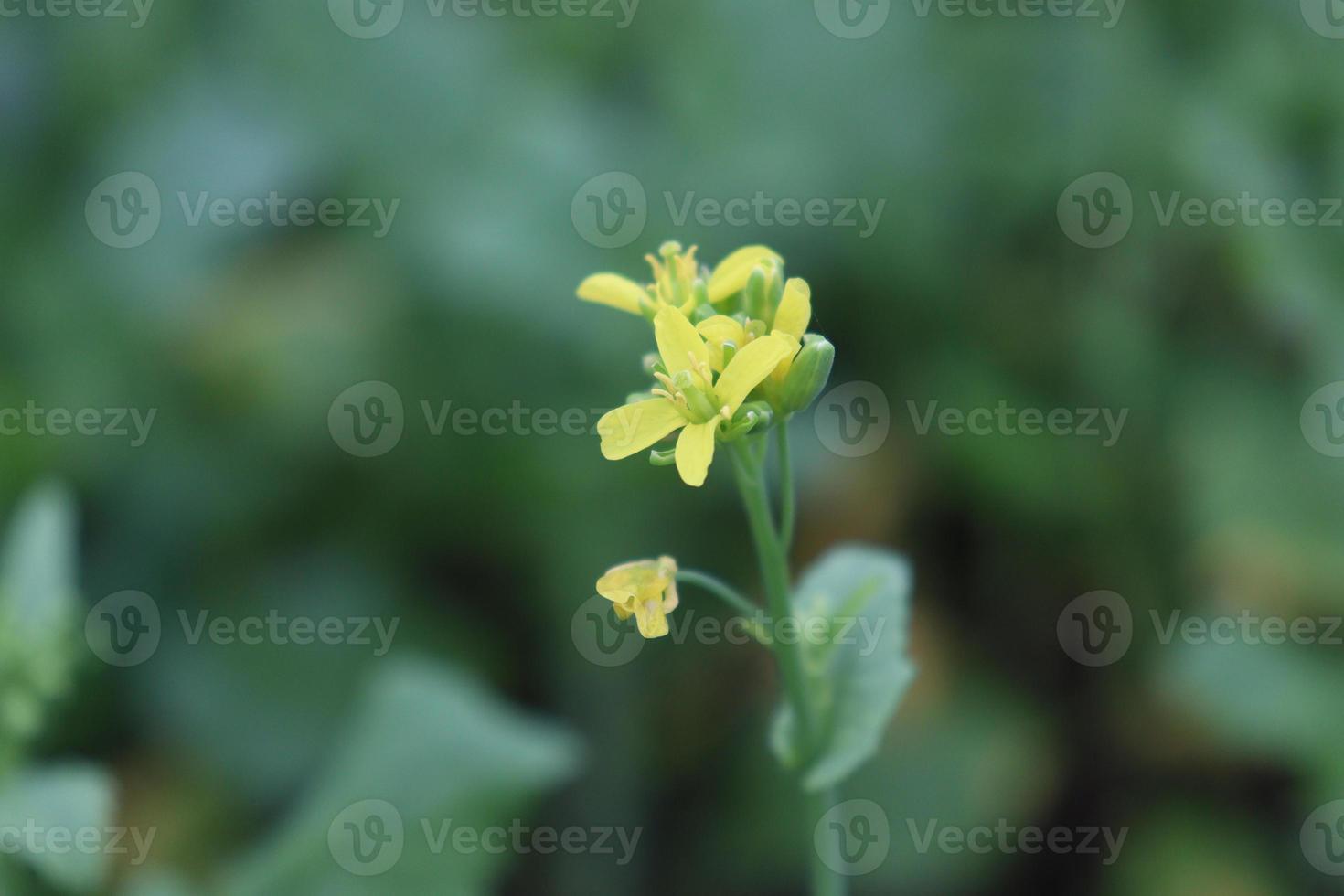 mostarda e cebola visão firme no campo foto