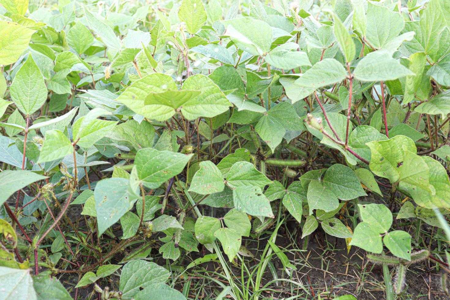 fazenda vigna mungo no campo foto