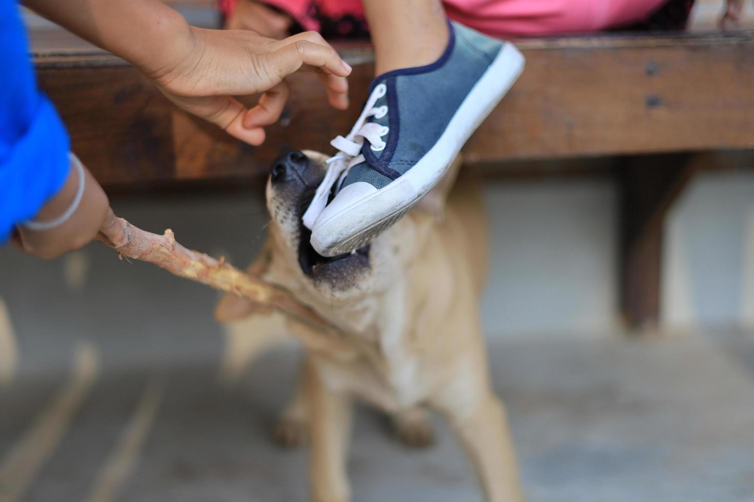 o perigo dos animais de estimação deve ter cuidado, o cão morde uma criança nos sapatos foto