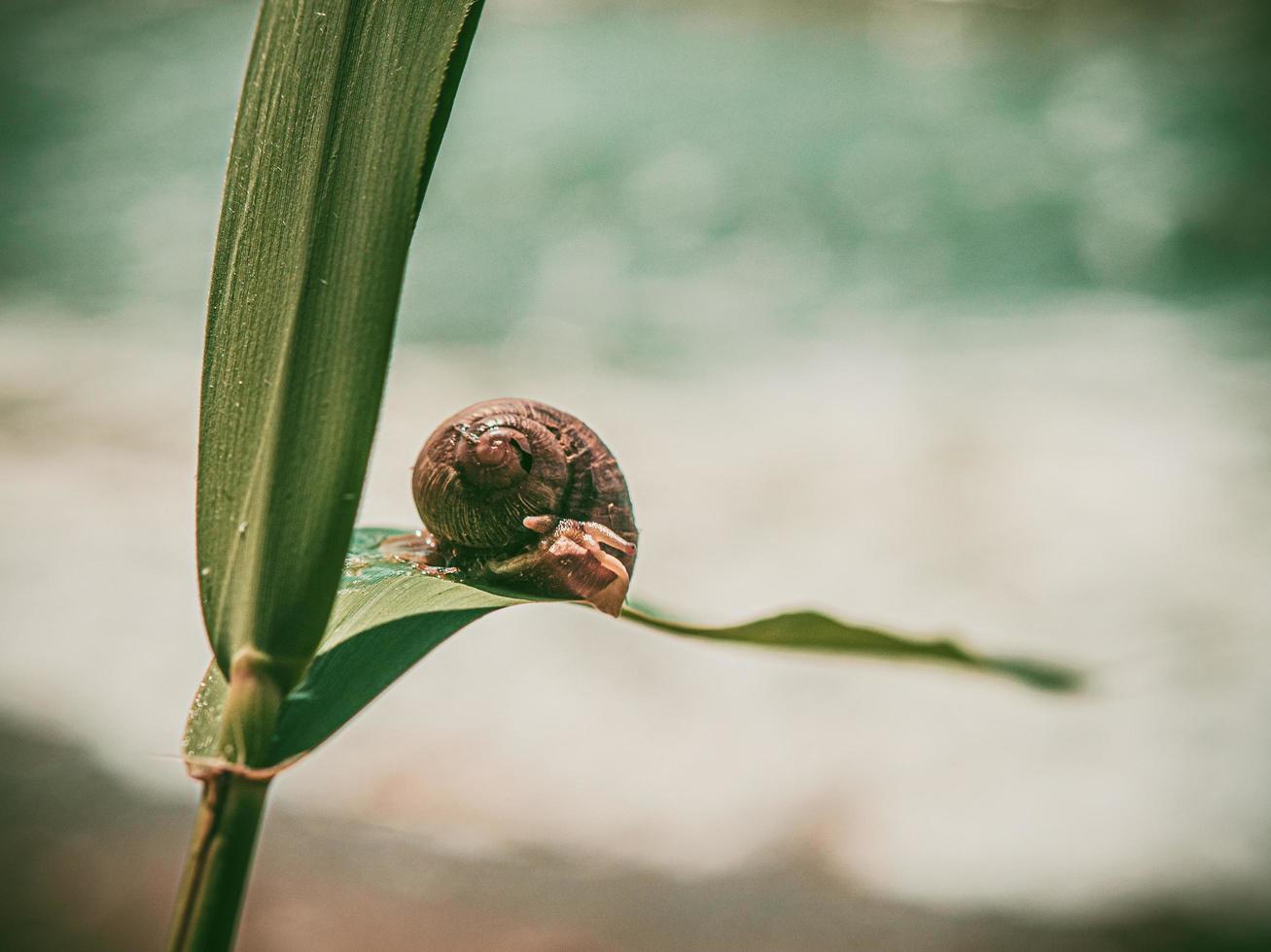 caracol em uma folha verde foto