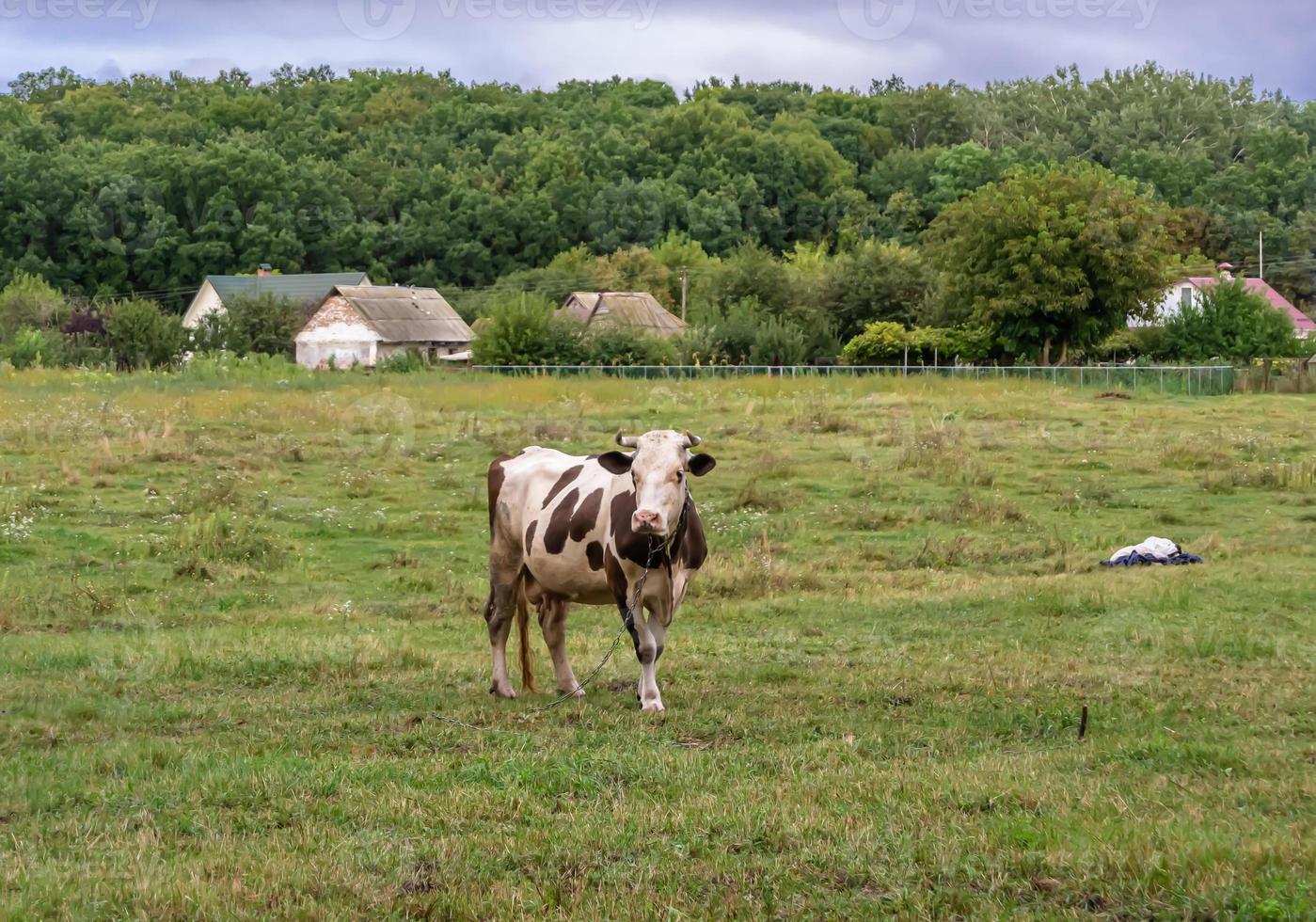 fotografia sobre o tema bela vaca leiteira grande foto