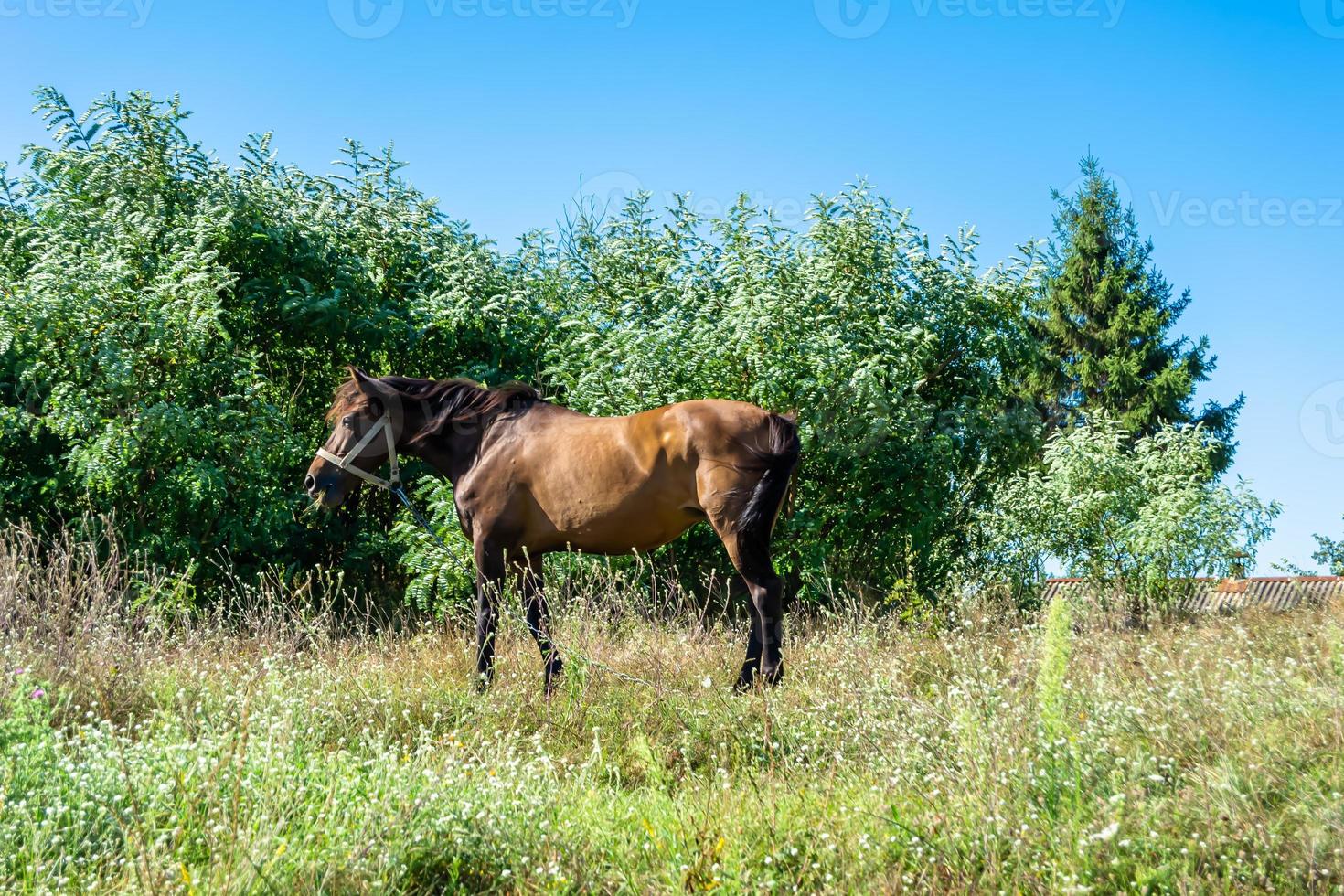 lindo garanhão de cavalo selvagem marrom no prado de flores de verão foto