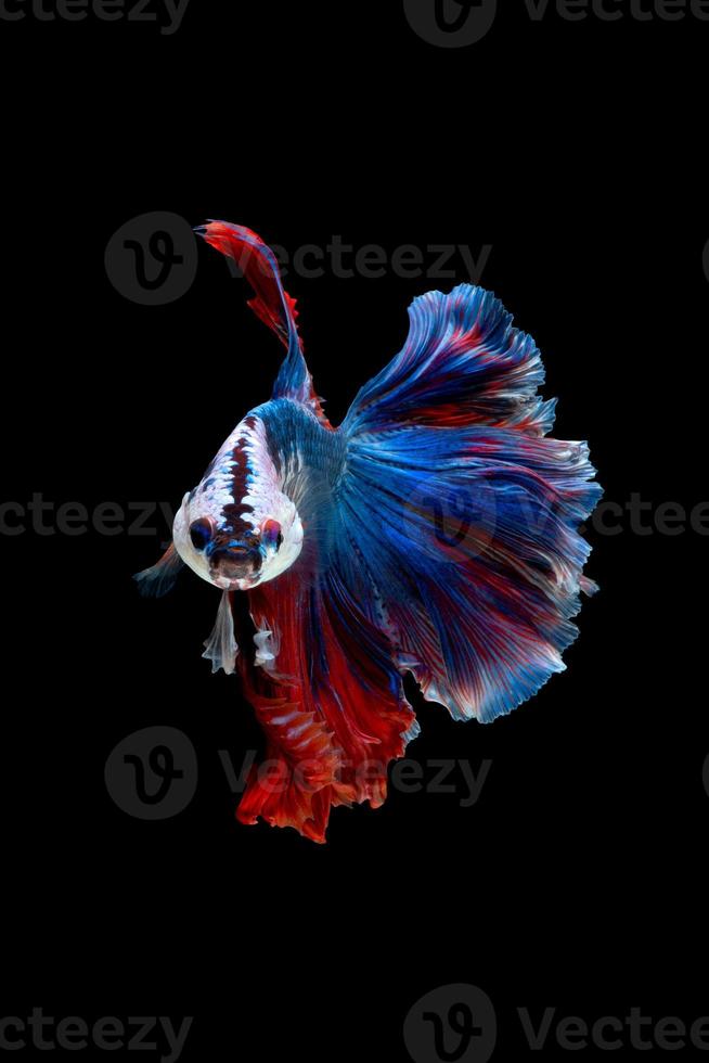 feche o movimento artístico de peixes betta ou peixes-lutadores siameses isolados no fundo preto foto