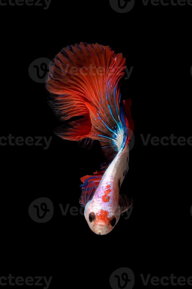 Feche o movimento de arte do peixe betta ou peixe-lutador-siamês isolado no fundo preto. Conceito de design de arte fina. foto