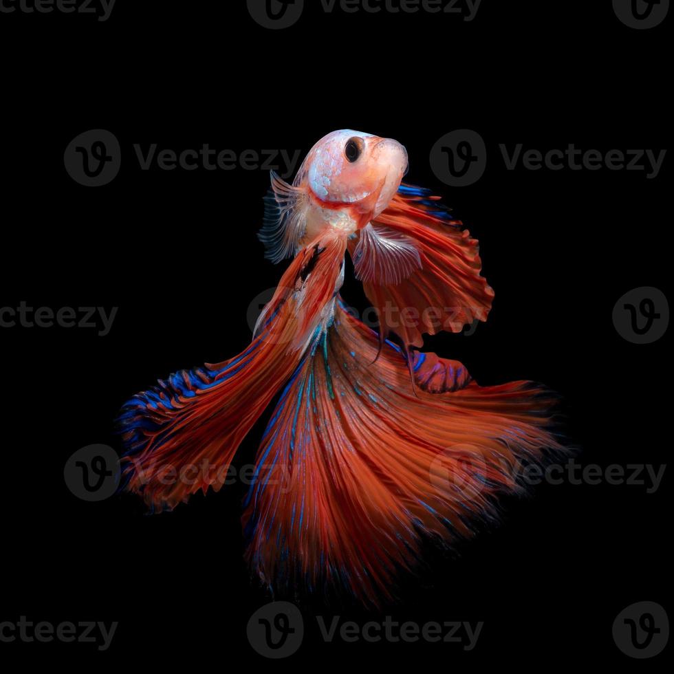 Feche o movimento de arte do peixe betta ou peixe-lutador-siamês isolado no fundo preto. Conceito de design de arte fina. foto