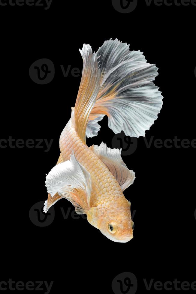 feche o movimento de arte do peixe betta, peixe-lutador siamês isolado no fundo preto. Conceito de design de arte fina. foto