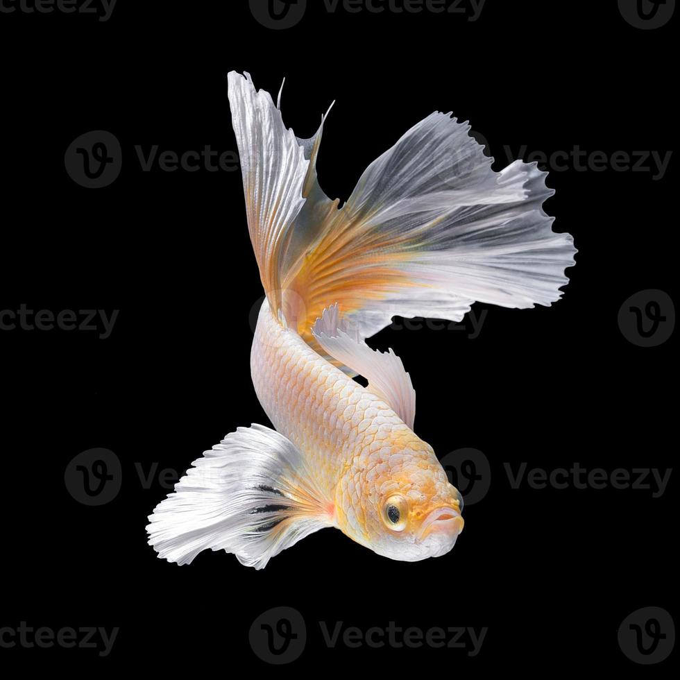 feche o movimento de arte do peixe betta, peixe-lutador siamês isolado no fundo preto. Conceito de design de arte fina. foto