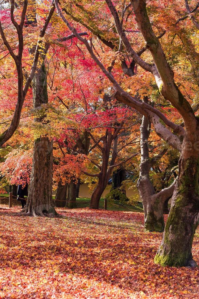 bela natureza folhas de árvore colorida no jardim zen japonês na temporada de outono em kyoto, japão. foto