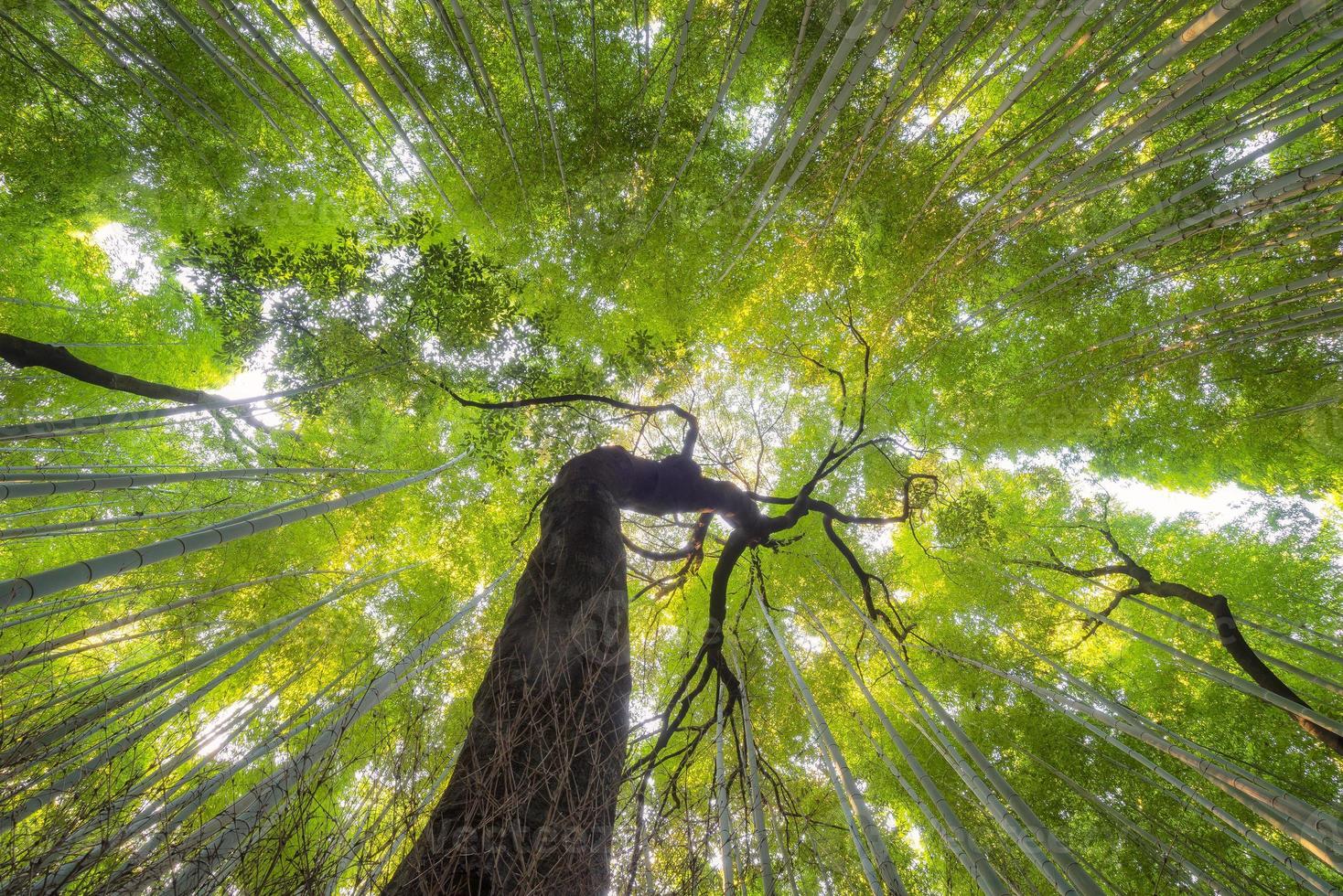 bosques de bambu de bela natureza na temporada de outono em arashiyama em kyoto, japão. foto