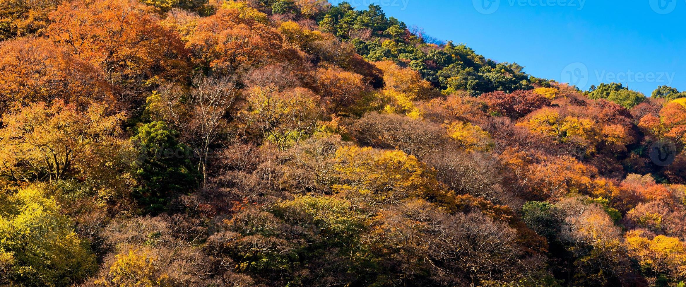 árvore colorida de bela natureza folhas na montanha em arashiyama na temporada de outono em kyoto, japão. arashiyama é um marco de atração para turistas em kyoto, japão. foto