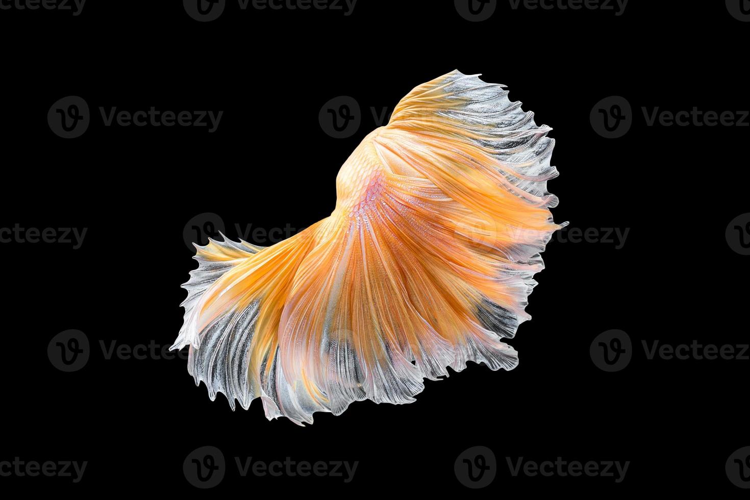 feche o movimento de arte do peixe betta, peixe-lutador siamês isolado no fundo preto. Conceito de design de arte fina. foto