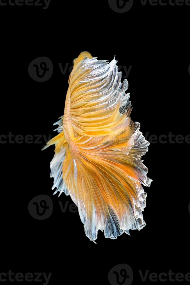 feche o movimento de arte do peixe betta, peixe-lutador siamês isolado no fundo preto. Conceito de design de arte fina. foto