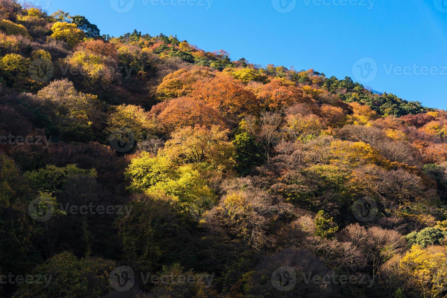 árvore colorida de bela natureza folhas na montanha em arashiyama na temporada de outono em kyoto, japão. arashiyama é um marco de atração para turistas em kyoto, japão. foto