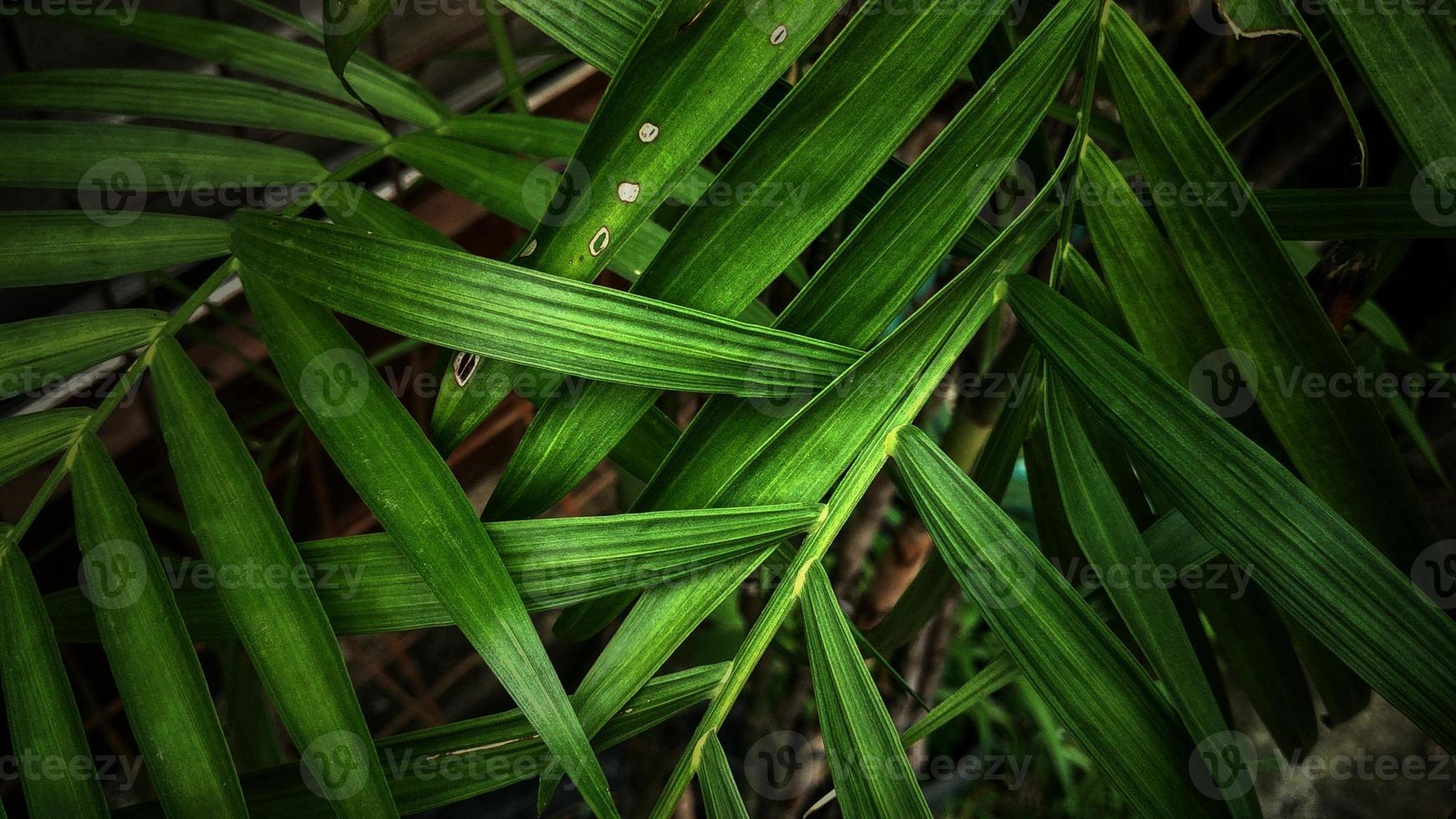 efeito fotográfico dramático de folhas de palmeira, planta tropical asiática, melhor para o ambiente de fundo foto