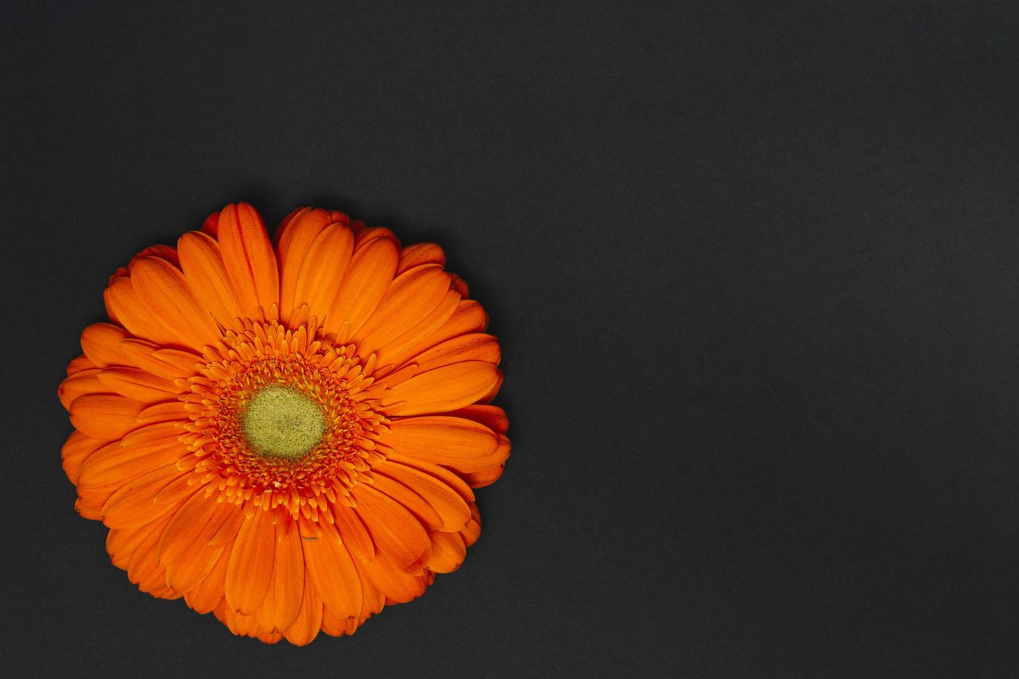 mesa de flor de gérbera laranja escuro foto