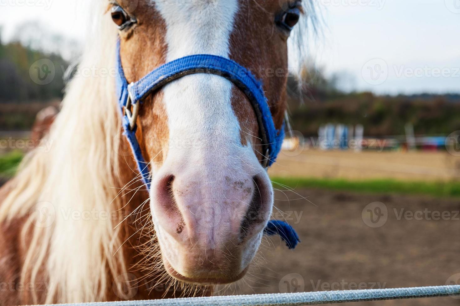 close-up de focinho de cavalo de fazenda com freio em paddock em pastagem foto