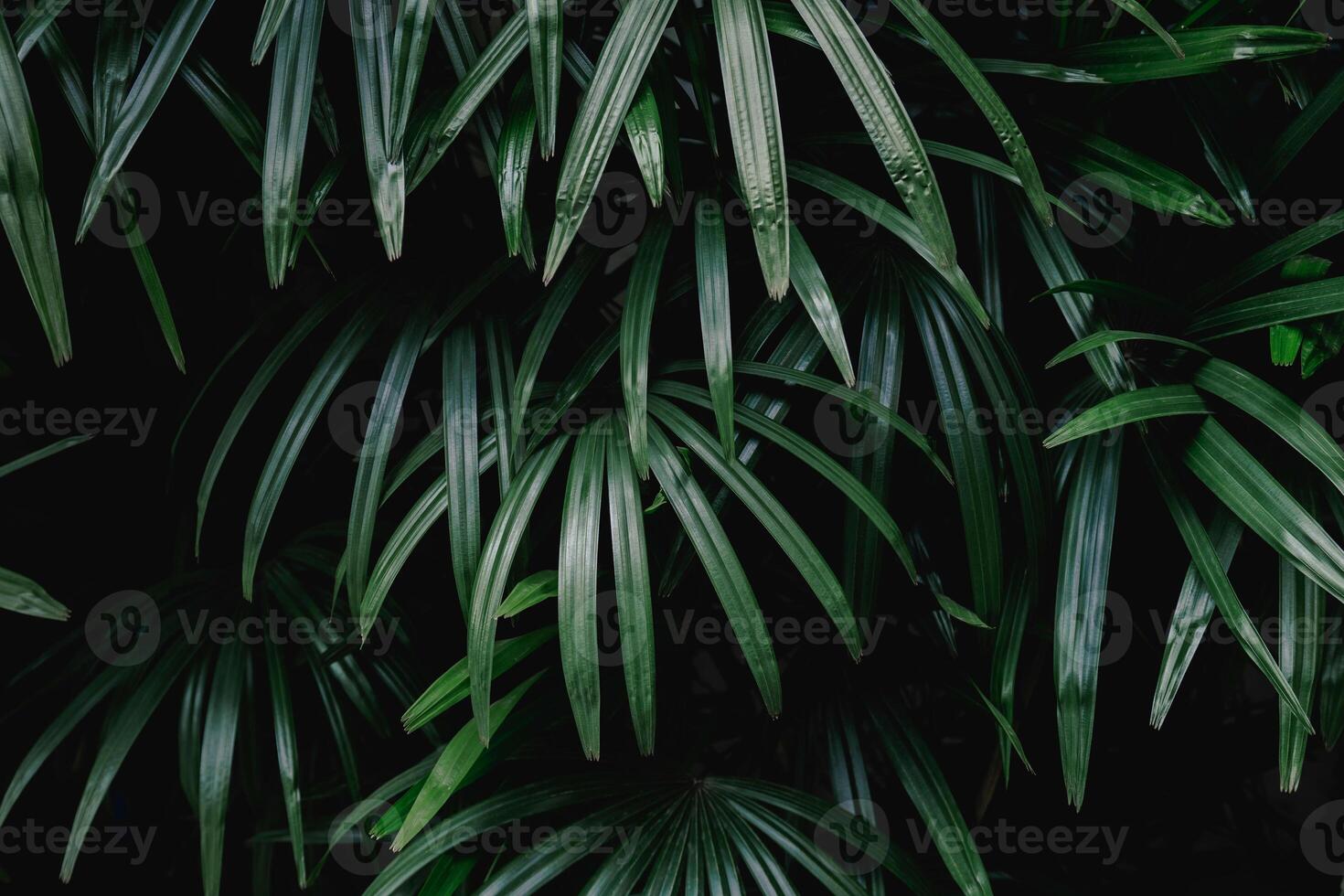 folha verde estilos mínimos folhas de palmeira verde tropical em fundo brilhante preto mínimo surrealismo. foto