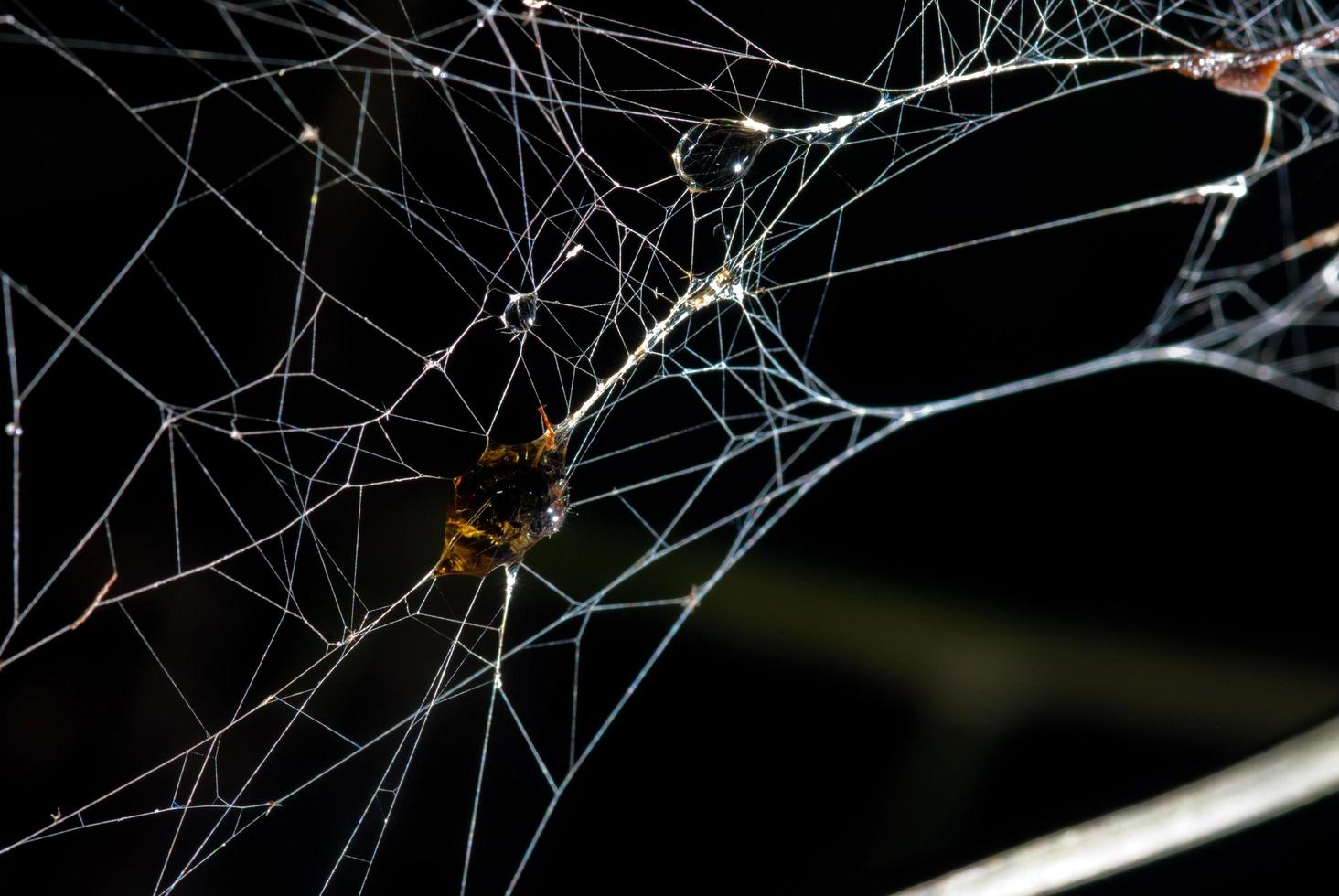 inseto foi embrulhado em seda de aranha assustador assustador foto