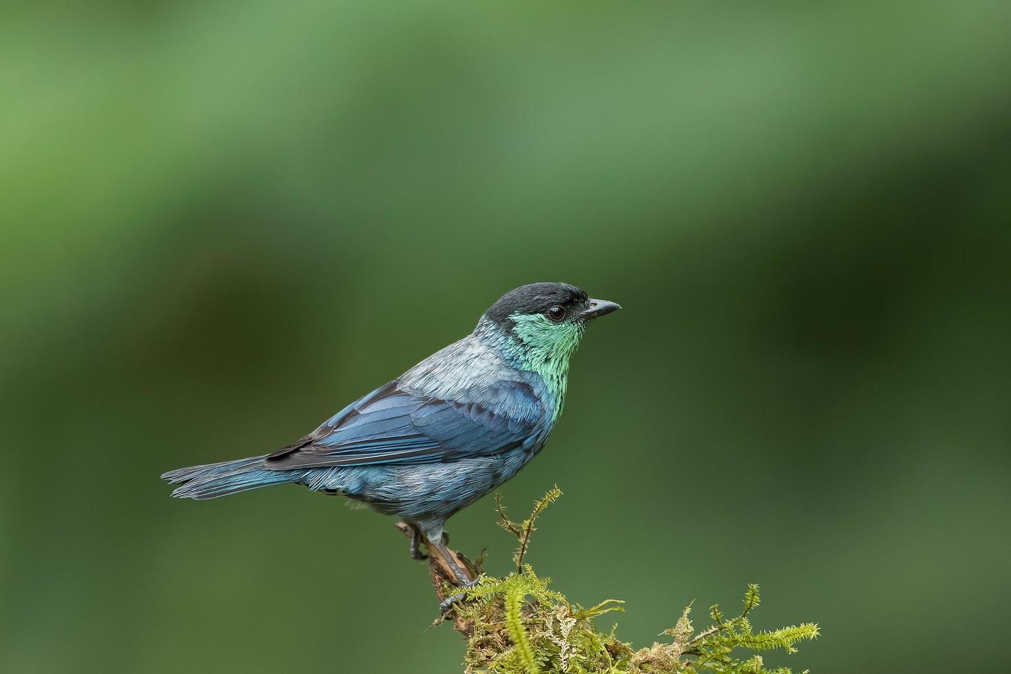 Tanager de touca preta empoleirado em um galho em uma floresta tropical foto