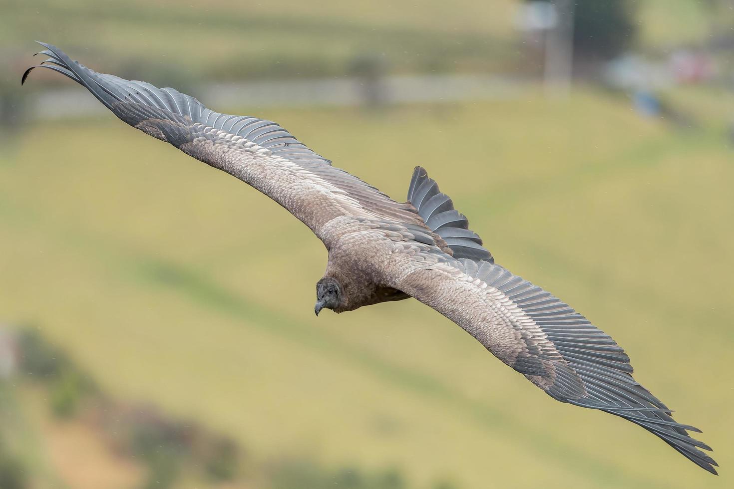 condor andino em vôo pouco antes da lente foto