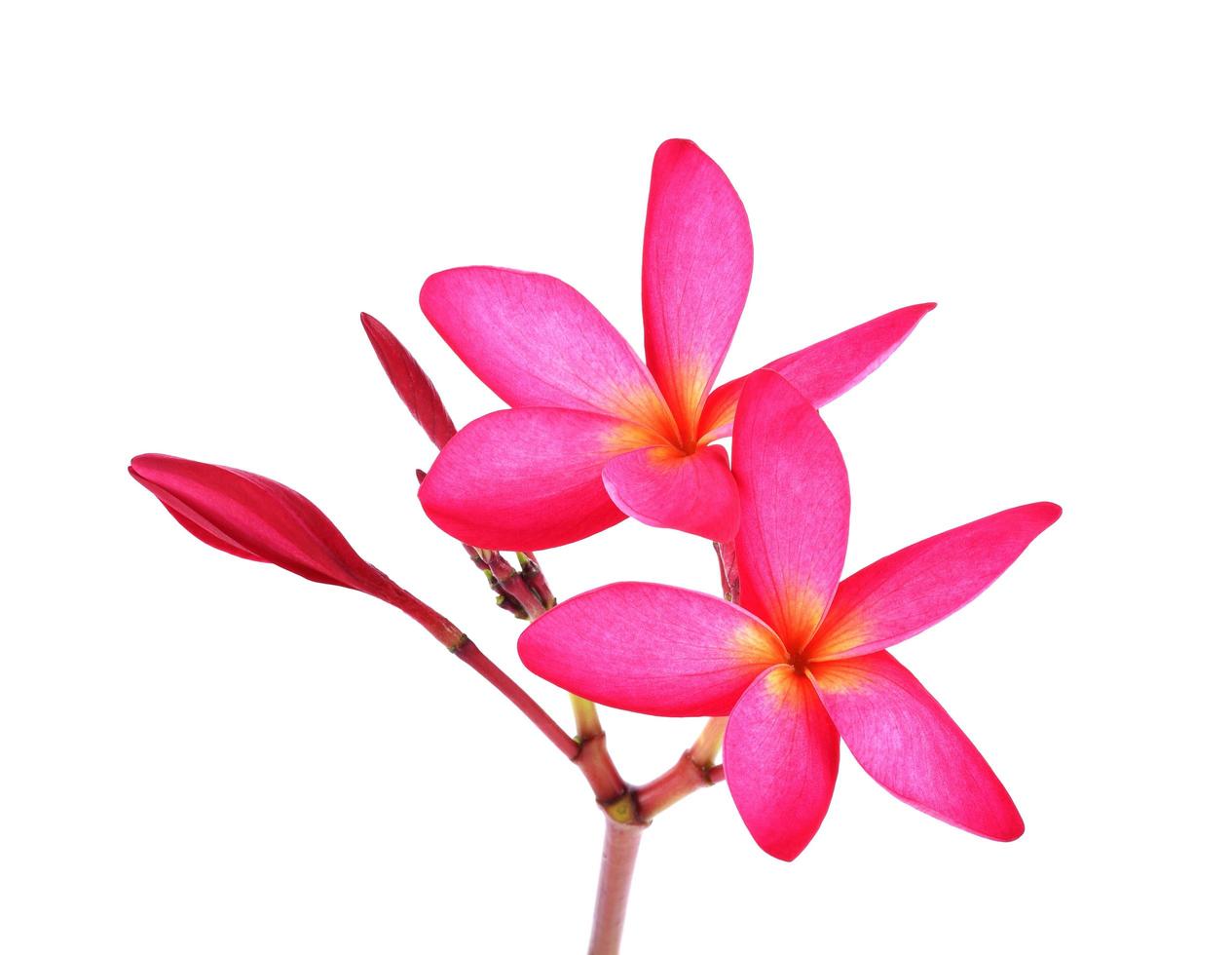 plumeria em fundo branco foto