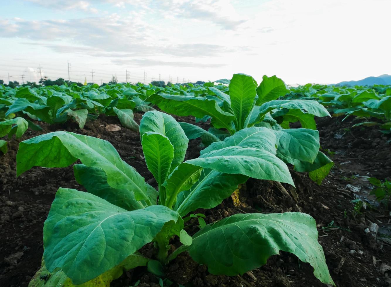 campos de tabaco e montanhas no norte da Tailândia foto