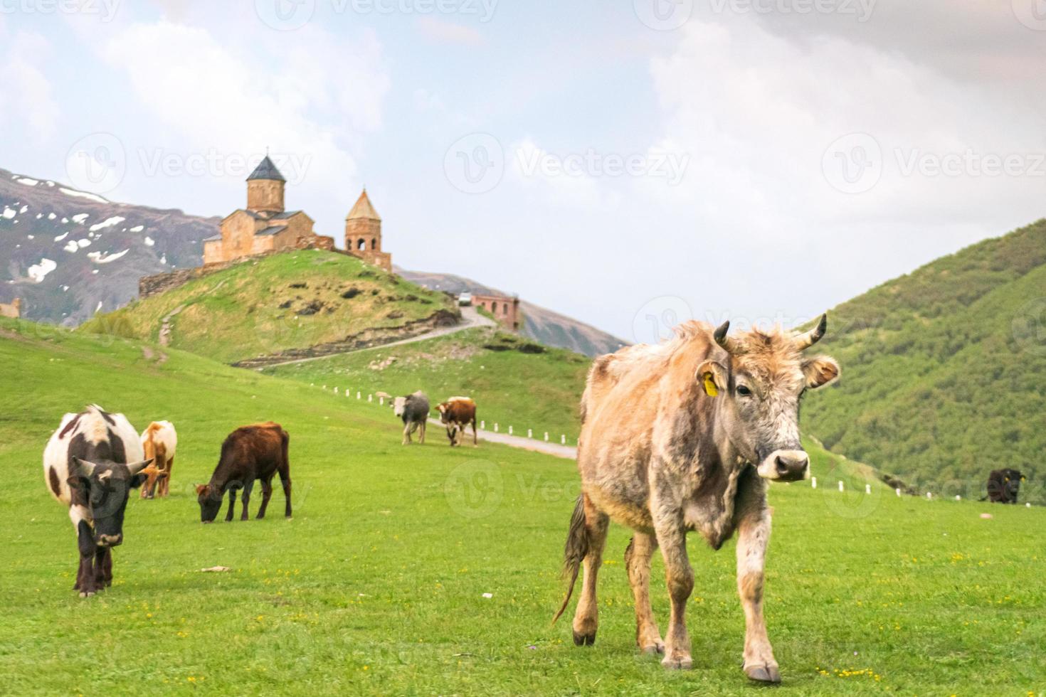 vacas em kazbegi foto