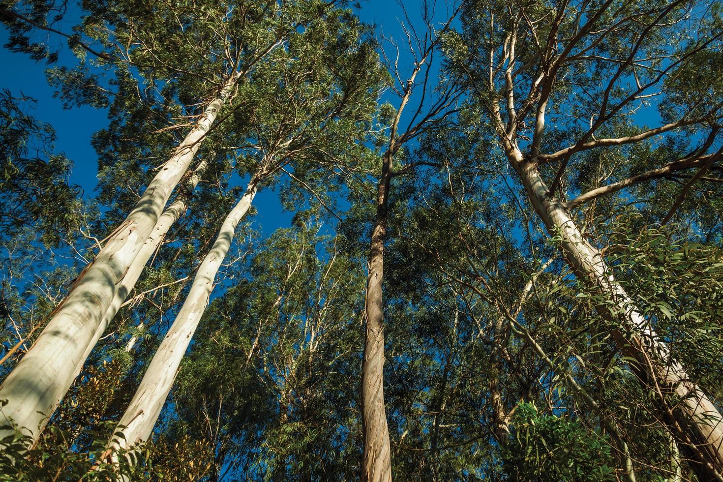 troncos e galhos de várias árvores de eucalipto em um bosque próximo ao gramado. uma linda cidade de influência europeia no sul do brasil, muito procurada por turistas. foto