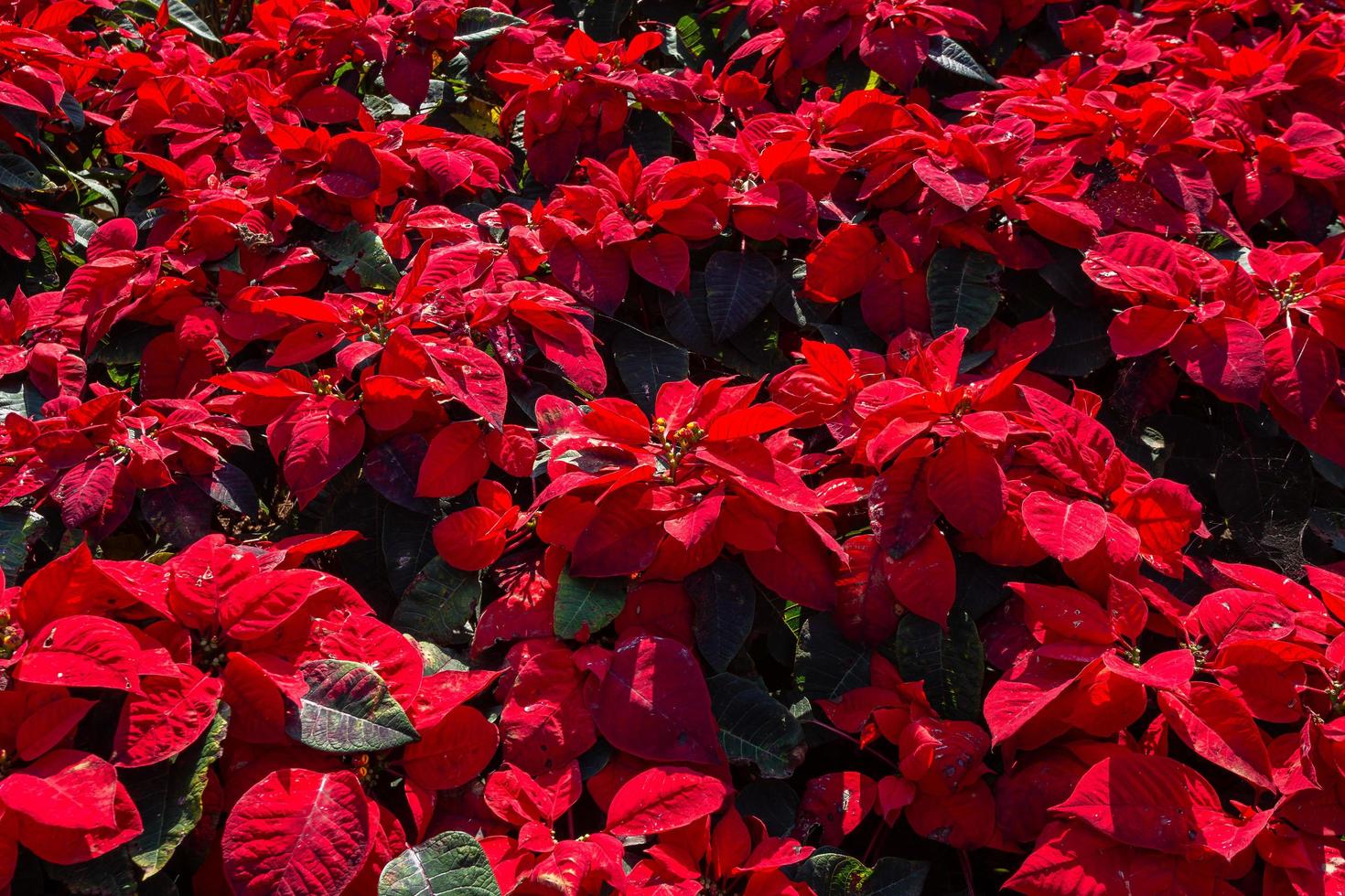 flor de poinsétia vermelha ou pulcherrimaon de euphorbia de fundo vermelho  de Natal no jardim. 4876495 Foto de stock no Vecteezy