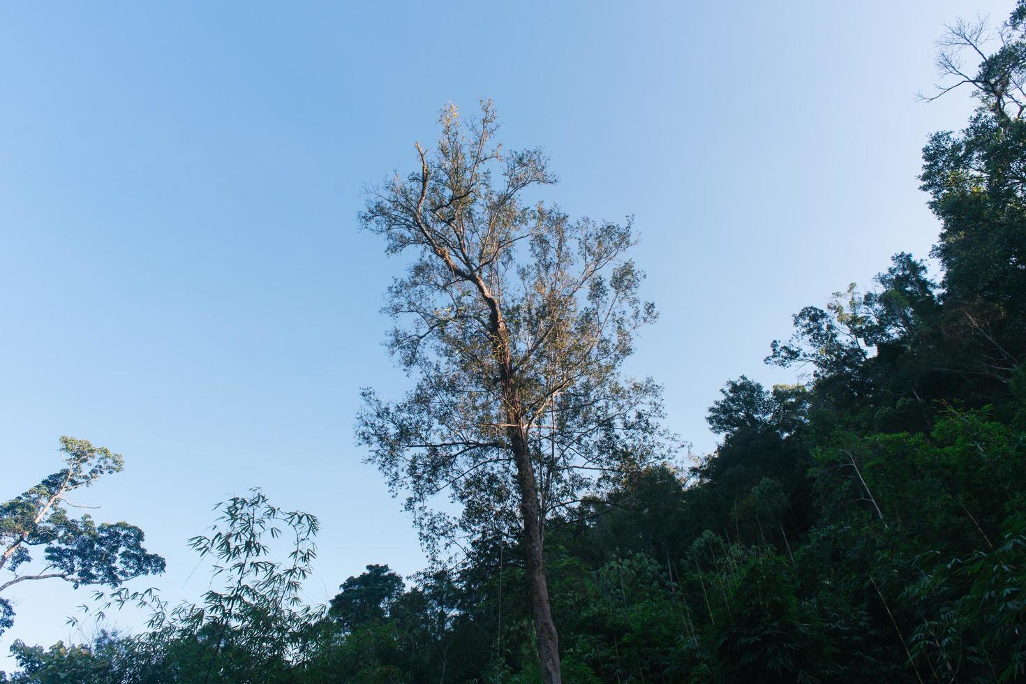 a floresta tropical no vietnã foto